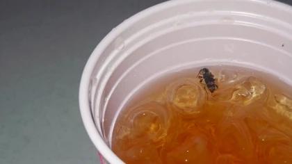 Help! There Is a Fly in My Cup