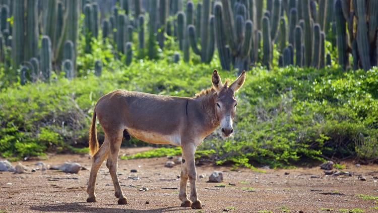 Moshiach’s Donkey: A Drama in Four Acts