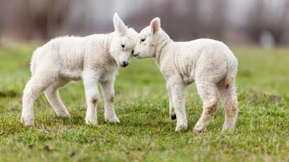 The Spirituality of Animals 