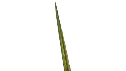 The Lulav