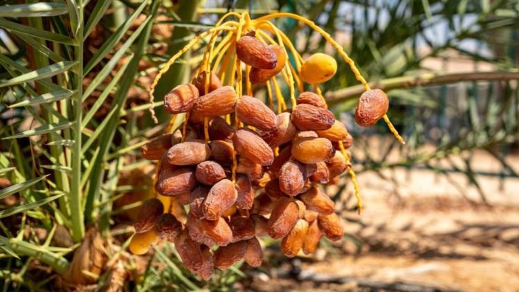 2,500 Year Old Date Seeds Come to Life  