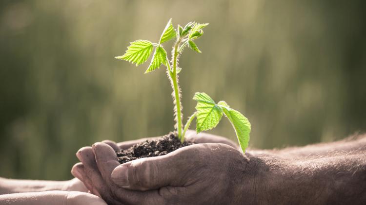 Trees of Hope